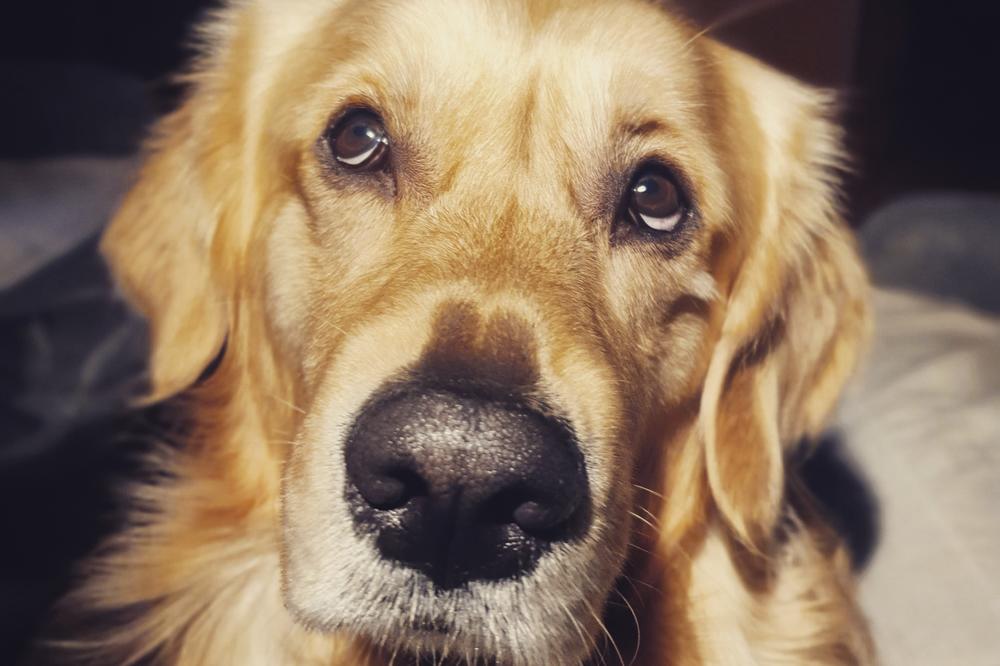 OVIH 8 RASA PASA OBOŽAVA VODU I SAMO VREBJU PRILIKU DA USKOČE: Kupali bi se SVAKI DAN PO CEO DAN, nećete verovati