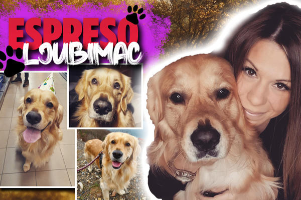 NAJVEĆA UMETNOST NA SVETU JE LJUBAV: Zlatni retriver Barni priznao zbog čega se ponekad PRAVI VAŽAN! (FOTO)