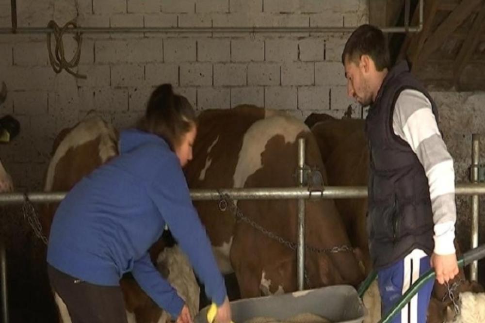 SRPSKI VETERINARI SU U VELIKOM PROBLEMU DOK TRAJE POLICIJSKI ČAS: Krave ne biraju kad će da se tele (FOTO)