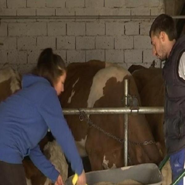 SRPSKI VETERINARI SU U VELIKOM PROBLEMU DOK TRAJE POLICIJSKI ČAS: Krave ne biraju kad će da se tele (FOTO)