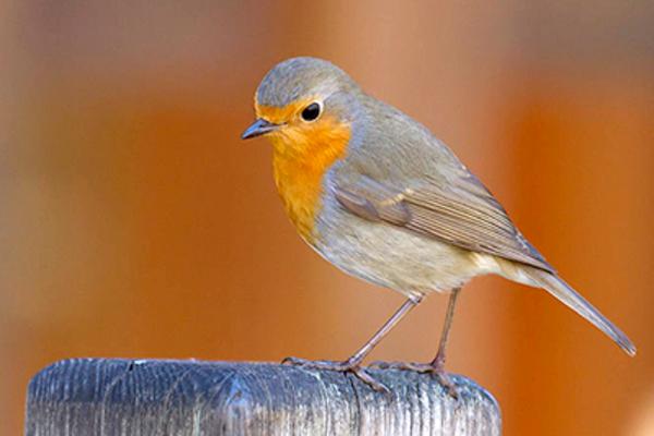 Ulepšajte dan zvucima koje proizvodi 50 različitih ptica iz celog sveta