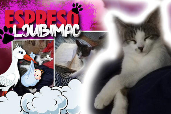 NAKON NEUSPEŠNOG POKUŠAJA DA POSTANU RODITELJI,NEŠA I TINA SU BILI SKRHANI: Mačence je nanjušila kome treba LJUBAV!