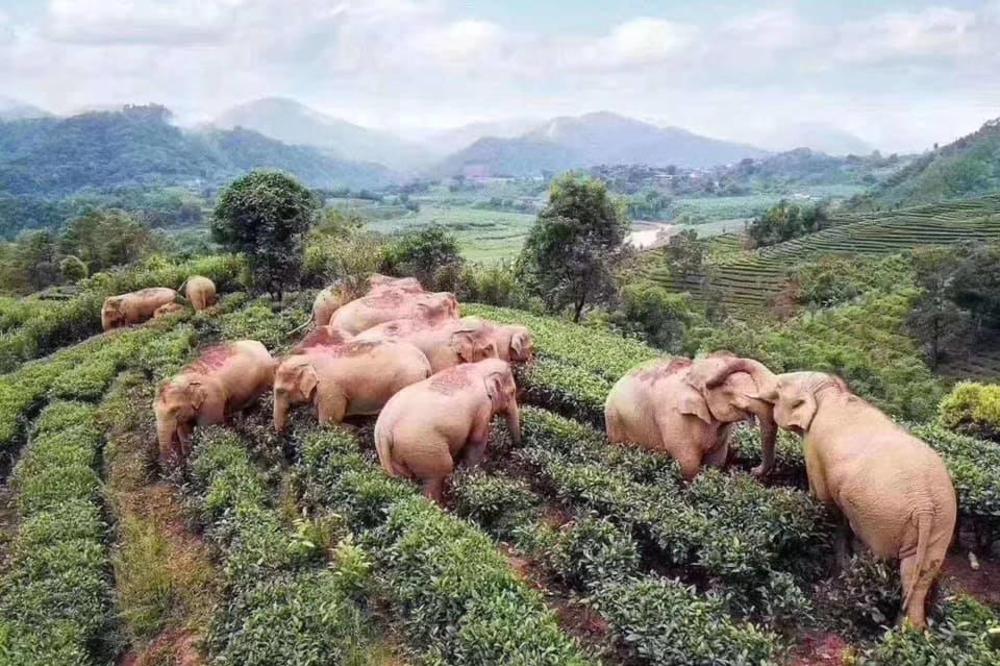 ISPRAVKA: Nema dokaza da su slonovi pili kukuruzno vino