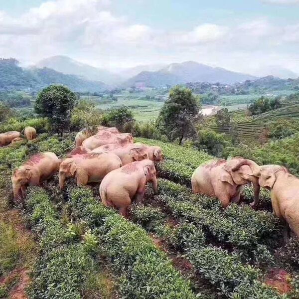 ISPRAVKA: Nema dokaza da su slonovi pili kukuruzno vino