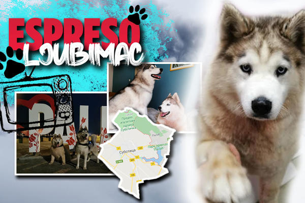 U SUBOTICI ME SVI ZNAJU, BILA SAM ZVEZDA TELEVIZIJE: Haski Freya često UŽIVA NA PALIĆU sa svojim drugom Zverkom!