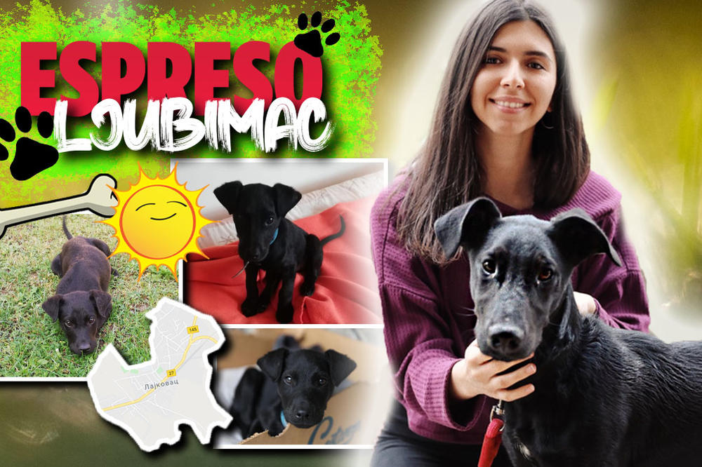 OBOŽAVAM DA TRČIM KAD NAPOLJU IMA SUNCA: Ako može druželjubivi pas Duški, možete i vi da OSTANETE KOD KUĆE! (FOTO)