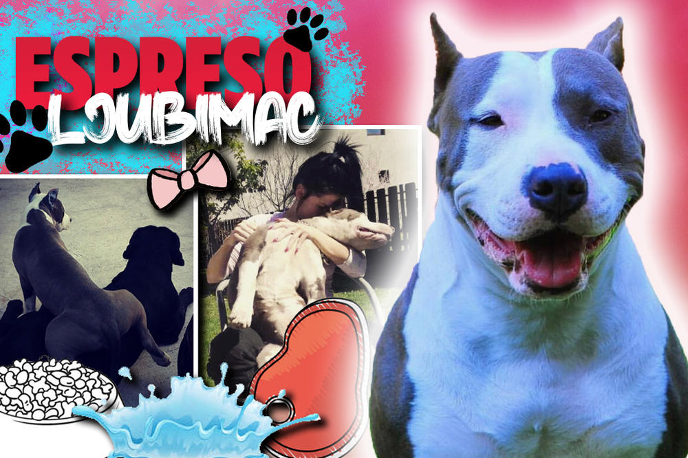 PROLAZNICI ME NE VOLE JER LAJEM NA NJIH, ALI IMAM DOBAR RAZLOG: Nina želi da PROMENI SLIKU O AMERIČKIM STAFORDIMA!