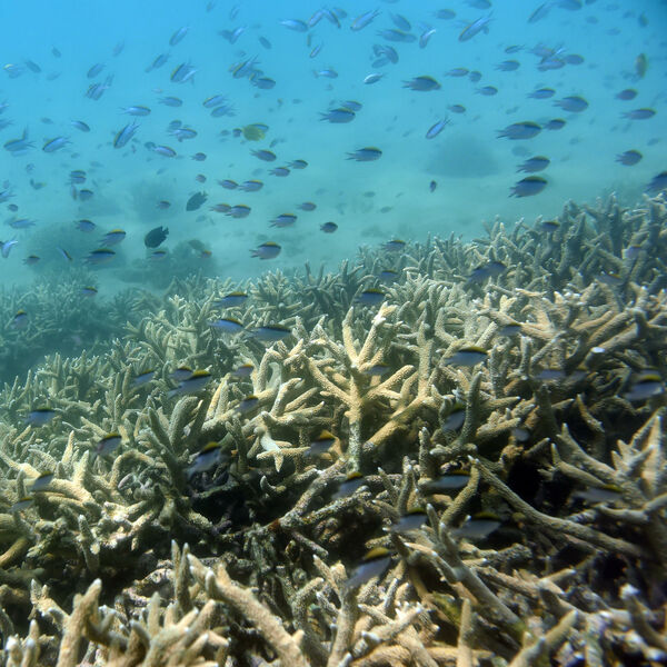 STRAŠNE POSLEDICE: Oko 14 odsto svetskih korala nestalo je izmedju 2009. i 2018. godine