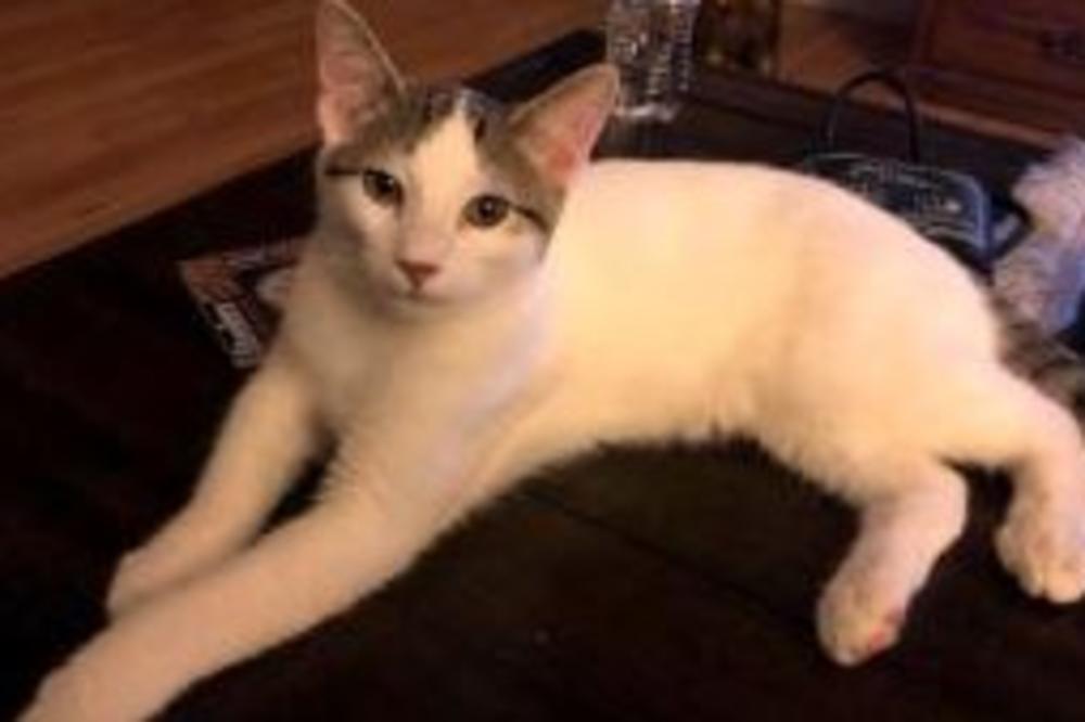 NJENA MAČKA JE UPORNO GREBALA ZID U DNEVNOJ SOBI: Onda je shvatila da se iza krije nešto PRELEPO (FOTO)