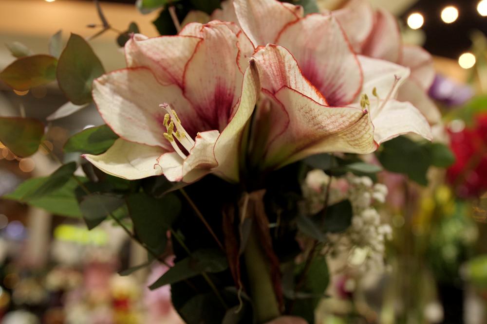 OD OVOGA ĆE VAM SE CVEĆE RAZBUJATI KAO LUDO: Napravite ĐUBRIVO KOD KUĆE i gledajte veliku promenu! (RECEPT)