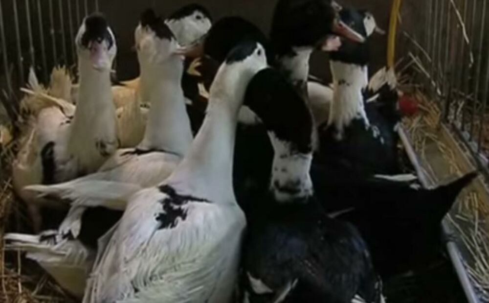 Patke, Farma, Mađarska, Ptičji grip