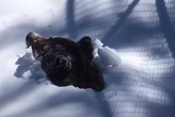 DOK SMO SVI U KUĆAMA, OVAJ MEDA PRVI PUT IZLAZI NAPOLJE: Snimljen magičan trenutak BUĐENJA IZ ZIMSKOG SNA (VIDEO)