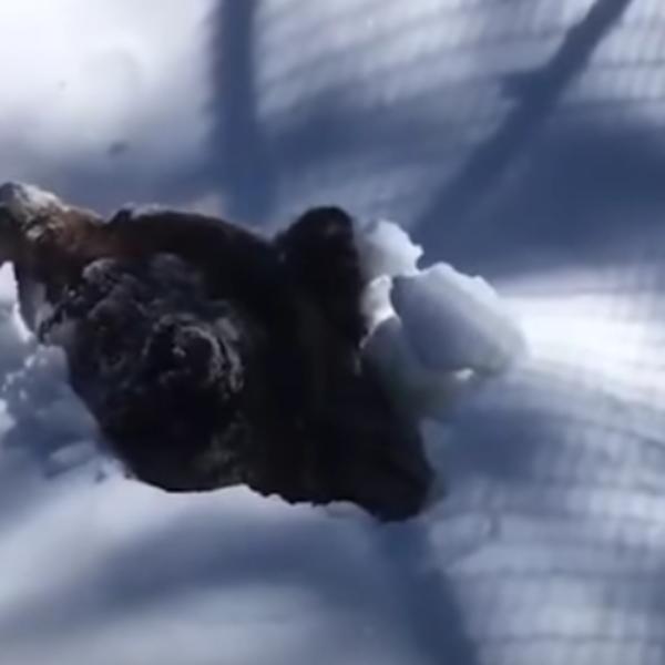 DOK SMO SVI U KUĆAMA, OVAJ MEDA PRVI PUT IZLAZI NAPOLJE: Snimljen magičan trenutak BUĐENJA IZ ZIMSKOG SNA (VIDEO)