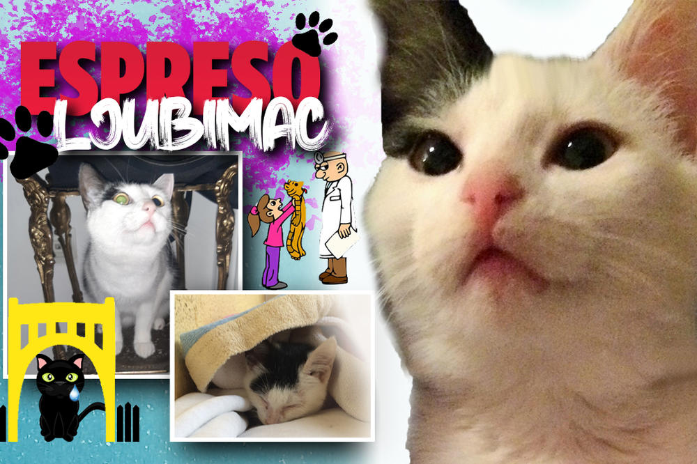 NE VIDIM DOBRO, TRESEM SE KAD HODAM, ALI MI NIKO NE MOŽE ODOLETI: Životna priča mace Jerry VRAĆA VERU U LJUDSKOST!