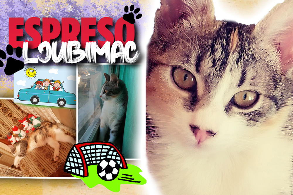 UDOMI, BIĆEŠ BOGATIJI: Mrvičak je rano odvojena od svoje porodice, a sada u novom domu RADO PRATI FUDBAL!