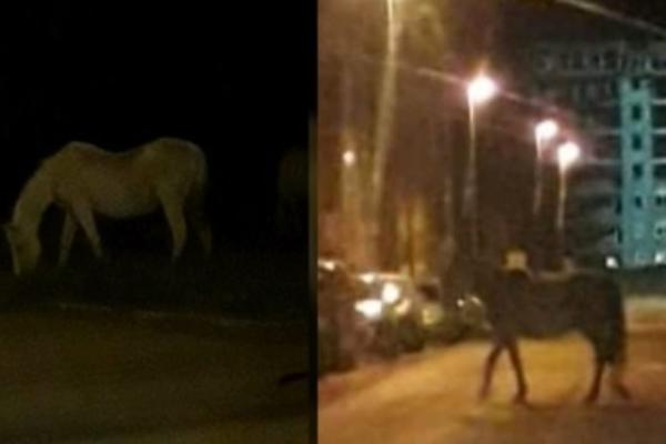 NESTVARAN PRIZOR ZABELEŽEN U NOVOM SADU! Neki su se krstili, drugi su slikali: Nikom nije jasnom kako? (FOTO)