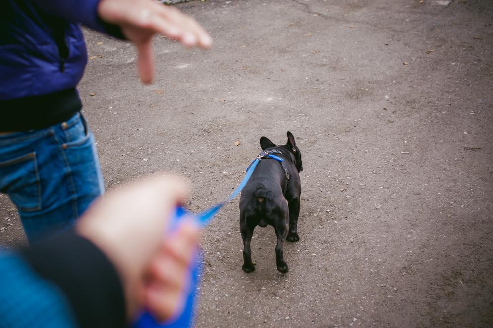 Šetači pasa sve popularniji, za sat vremena zarade... Ovo je prava istina o ovom zanimanju, stručnjak sve otkrio!