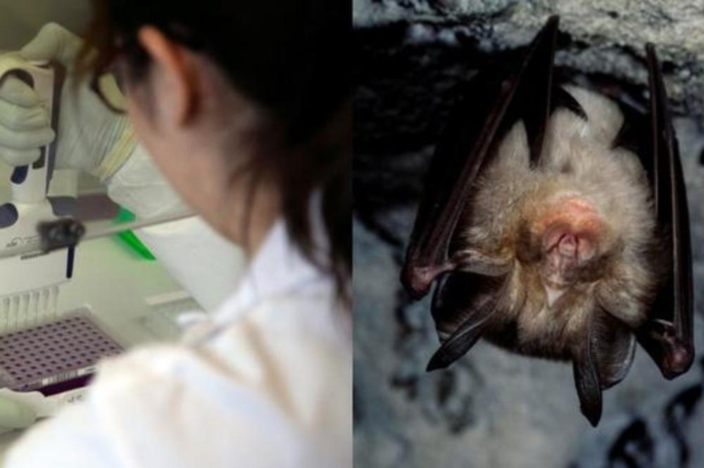 OVAJ TEKST JE IZNERVIRAO POBORNIKE TEORIJE ZAVERE: Naučno objašnjen nastanak koronavirusa - od slepog miša do ljudi