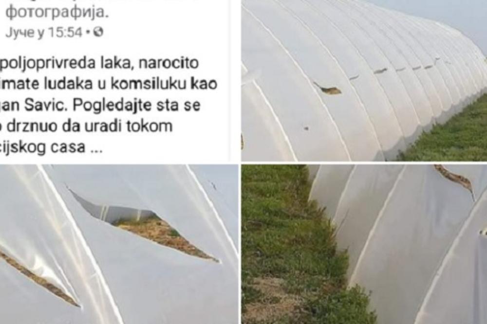 DA KOMŠIJI CRKNE KRAVA! Poljoprivrednik u Srbiji je zatekao jezivu scenu kad je ustao! Sav trud mu je pao u vodu