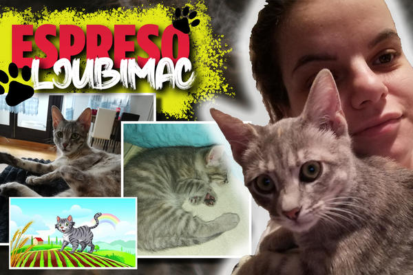 3 DANA NAKON ROĐENJA NOGICA JE POČELA DA MI SE SUŠI, A UBRZO JE I OTPALA: Sivka vodi srećan život uprkos hendikepu!