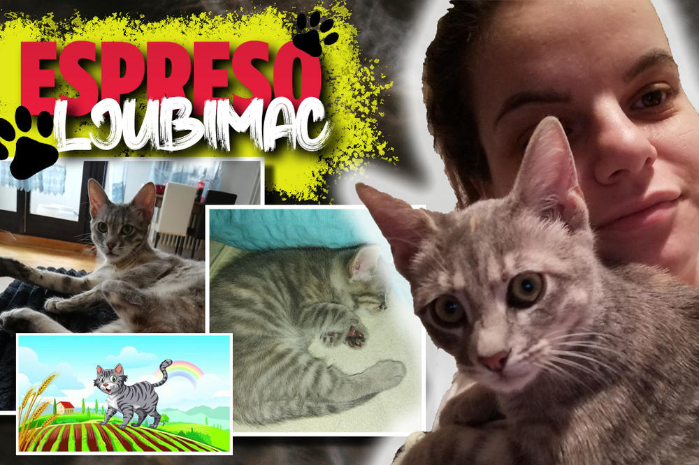 3 DANA NAKON ROĐENJA NOGICA JE POČELA DA MI SE SUŠI, A UBRZO JE I OTPALA: Sivka vodi srećan život uprkos hendikepu!