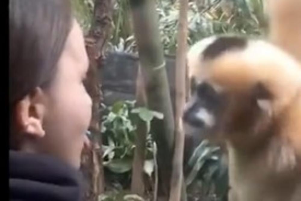 OVAJ MAJMUN JE NAJVEĆA ZVEZDA DOK TRAJE PANDEMIJA: Sve nas je nasmejao u karantinu! (VIDEO)