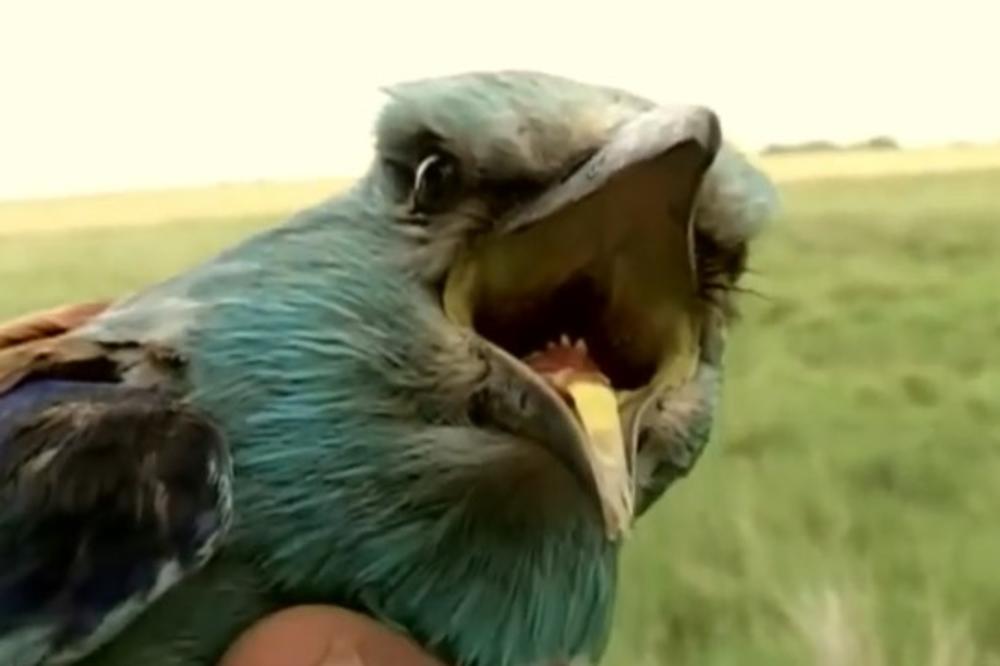 SRPSKA MISTERIJA ZA VREME PANDEMIJE KORONE KOJU NIKO NE UME DA OBJASNI: Kako je ova ptica prešla 7.368 KM?