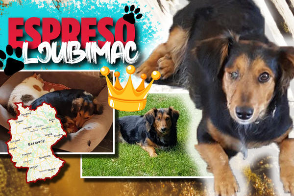 ISTERANA SAM IZ PRVOG DOMA, A ONDA SAM DOŽIVELA TEŠKU SAOBRAĆAJKU: Beba je dobila novu šansu i sada živi u NEMAČKOJ