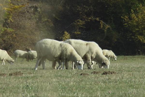 PLATA 70.000, OBEZBEĐENI STAN I HRANA: Otvorenih mesta za ovaj posao u Srbiji ima, ali KANDIDATA NEMA NIGDE!