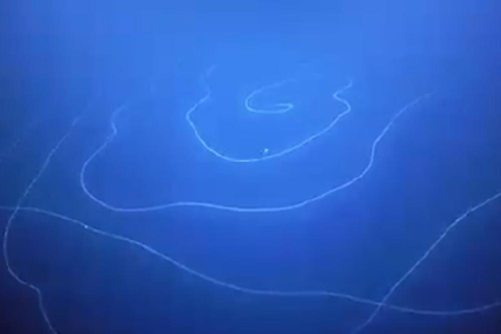 LJUDI KAŽU DA SU VIDELI VANZEMALJCE U OKEANU: Isplivala istina o tajnovitom stvorenju koje živi među nama (VIDEO)