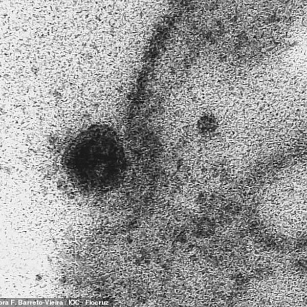 DA LI JE KORONA NAPRAVLJENA U LABORATORIJI? Naučnici imaju KONAČAN ODGOVOR na ovo pitanje koje sve interesuje