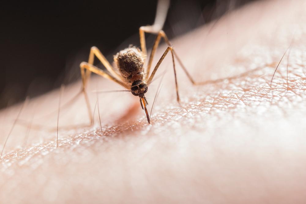 KONAČNO OTKRIVENO! Evo na osnovu ČEGA komarci biraju koje će ljude UJESTI, a koje ne!
