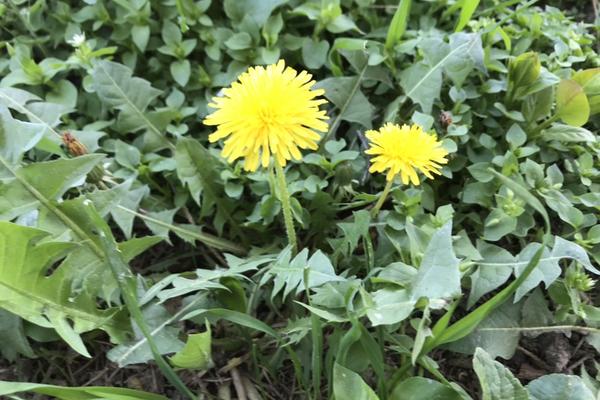 SAD VAM JE PRAVO VREME ZA ČAJ OD MASLAČKA: Sjajan je za mršavljenje, a pomaže I KOD NEKIH BOLESTI