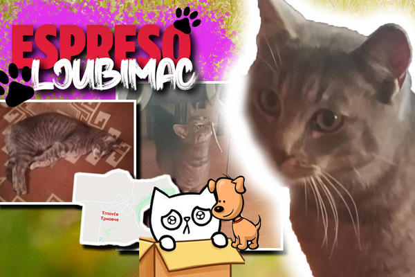 NISAM OČAJAVALA NI KADA SAM BILA SAMA I GLADNA NA ULICI MEĐU AUTOMOBILIMA I PSIMA: Cari je život dao drugu šansu!