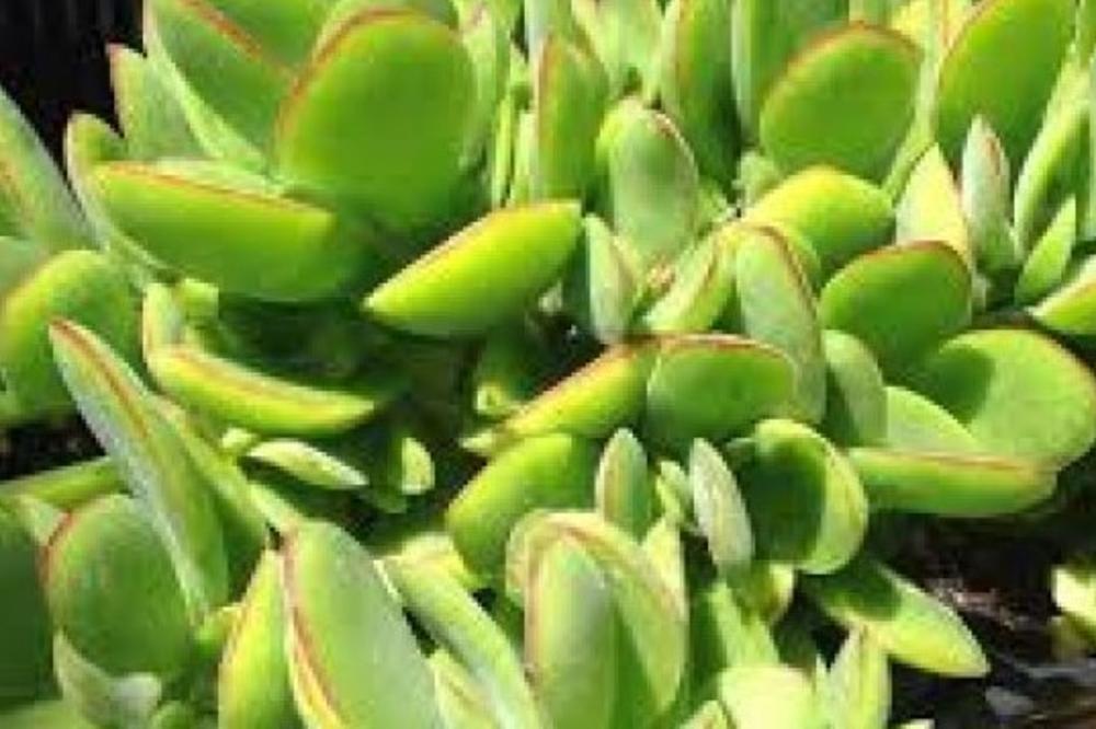 AKO DODATE OVO U DRVO NOVCA, PARE ĆE VAM SE MNOŽITI: Biće ih NAPRETEK, samo to je POTREBNO