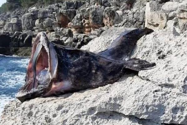 ODUŠEVIO SE KAD JE UPECAO MONSTRUMA OD 16 KILA: Kad je saznao da je zovu riba-đavo odmah je uradio ovo