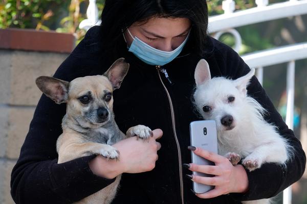 PSI SU PRENELI KORONAVIRUS NA ČOVEKA? Najnovije istraživanje naučnika otvara nove SUMNJE