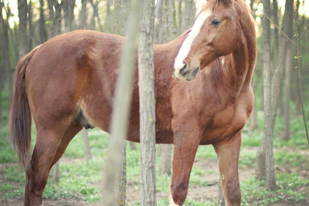 ČARLI MOŽE BITI VAŠ! Azil za konje Staro Brdo je objavio neverovatan oglas! OVO JE CELA PRIČA O PRELEPOJ ŽIVOTINJI