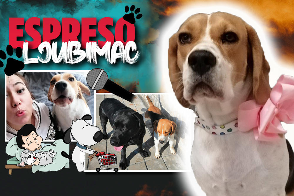 LJUDI MOJI, ŠTO JA VOLIM DA LAJEM: Bigl Lola kaže da nije agresivna, ali neke stvari ne može da toleriše!