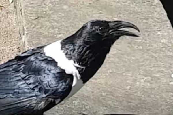 DOK TRAJE KORONA, GAVRANI SU PROPRIČALI I TO BUKVALNO: Neke je ovaj snimak prepao a druge oduševio!