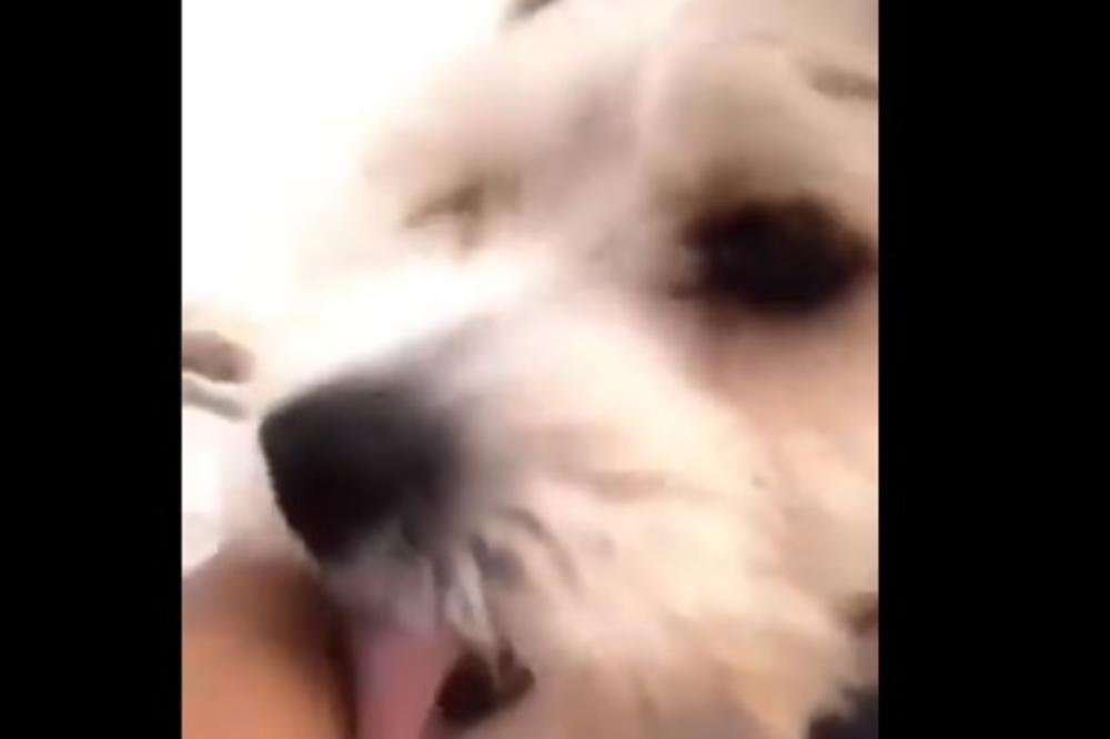 KUCA JE LIZALA GAZDARICU, A ONDA SE ONA ZAKAŠLJALA: Ono što je usledilo sad šeruju MILIONI LJUDI! (VIDEO)