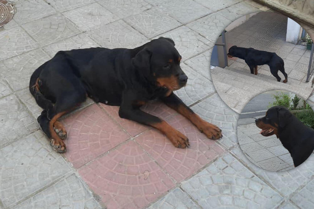 ŽENKA ROTVAJLERA NA ULICI, VIDNO SMRŠALA I GLADNA: Gazda joj je umro, hoće li neko da je udomi? (FOTO)
