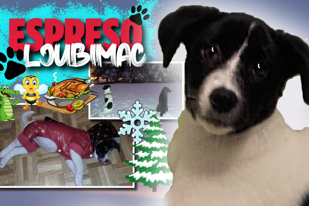 PRAVI PRIJATELJ SE NE MOŽE KUPITI: Bella garantuje da ćete osetiti neizmernu ljubav ukoliko udomite nekog poput nje