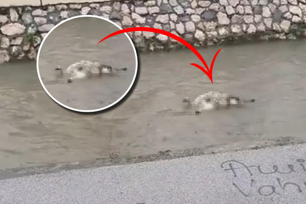 HOROR U CENTRU SRPSKOG GRADA: Rekom pluta nešto UŽASNO! (VIDEO)