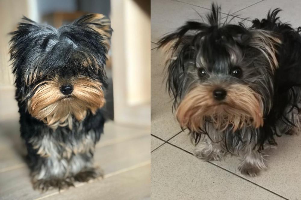 DRAMA U BEOGRADU SA SREĆNIM KRAJEM: Ova kuca se IZGUBILA, a onda se desilo pravo ČUDO! (FOTO)