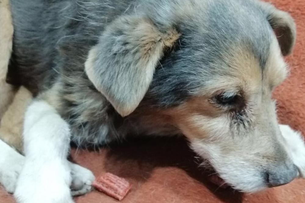 STAROG PSIĆA ŽUĆU JE NEKO STAVIO U TORBU I ODNEO: 15 godina je bio ispred ISTOG LOKALA, da li ste ga videli? (FOTO)