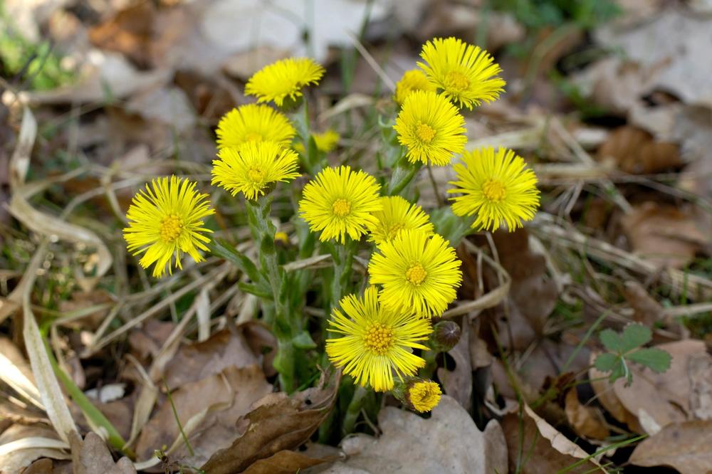 ČAJ OD OVE BILJKE SVI TRAŽE U DOBA PANDEMIJE: Najbolje leči kašalj, ali ne mogu svi da ga piju!
