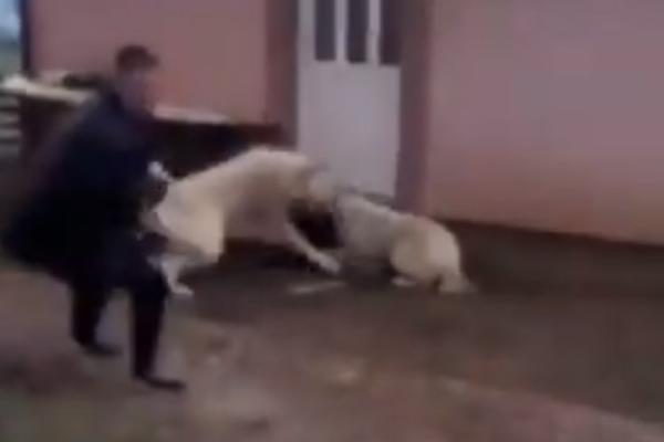 NAJUŽASNIJI SNIMAK ZLOSTAVLJANJA ŽIVOTINJA: Levijatan objavio snimak od kojeg će vam pozliti! (UZNEMIRUJUĆI VIDEO)