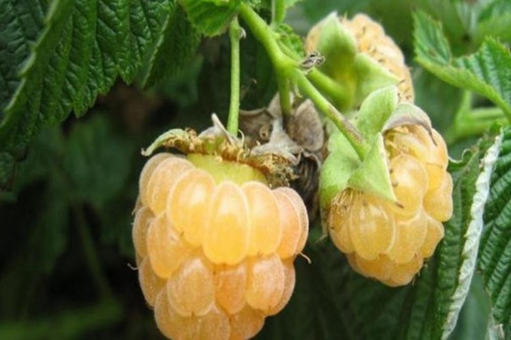 OVO JE NOVA SORTA MALINE I POKAZALA SE FANTASTIČNO! Srpsko zlato donosi odličnu ZARADU, SELJACI TRLJAJU RUKE!