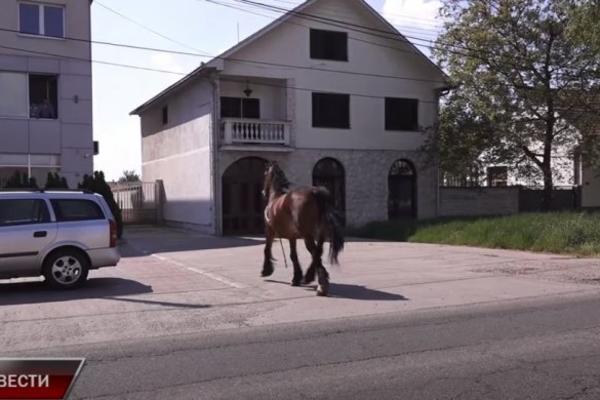 KAKVA JE OVO LUDAČKA SCENA U STAROJ PAZOVI? Ovaj snimak je sve, samo ne ono što ste očekivali! (VIDEO)